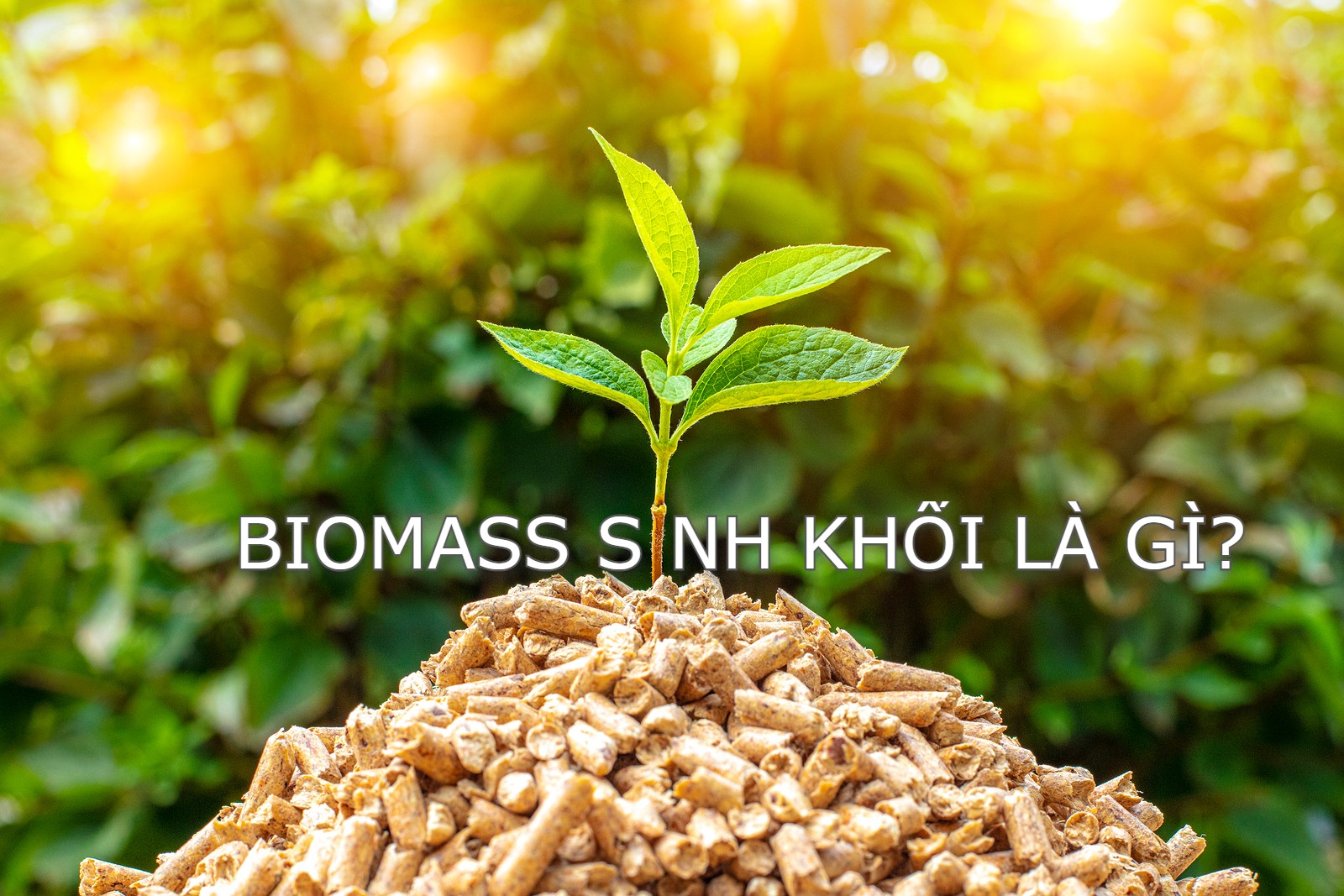 Sinh Khối, Biomass Là Gì?